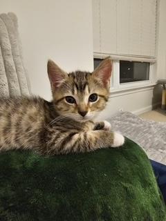 Melody, ADOPTABLE, Young Female Tabby & Domestic Short Hair.