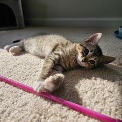 Melody, a ADOPTABLE mixed breed in Waxhaw, NC image 3/3