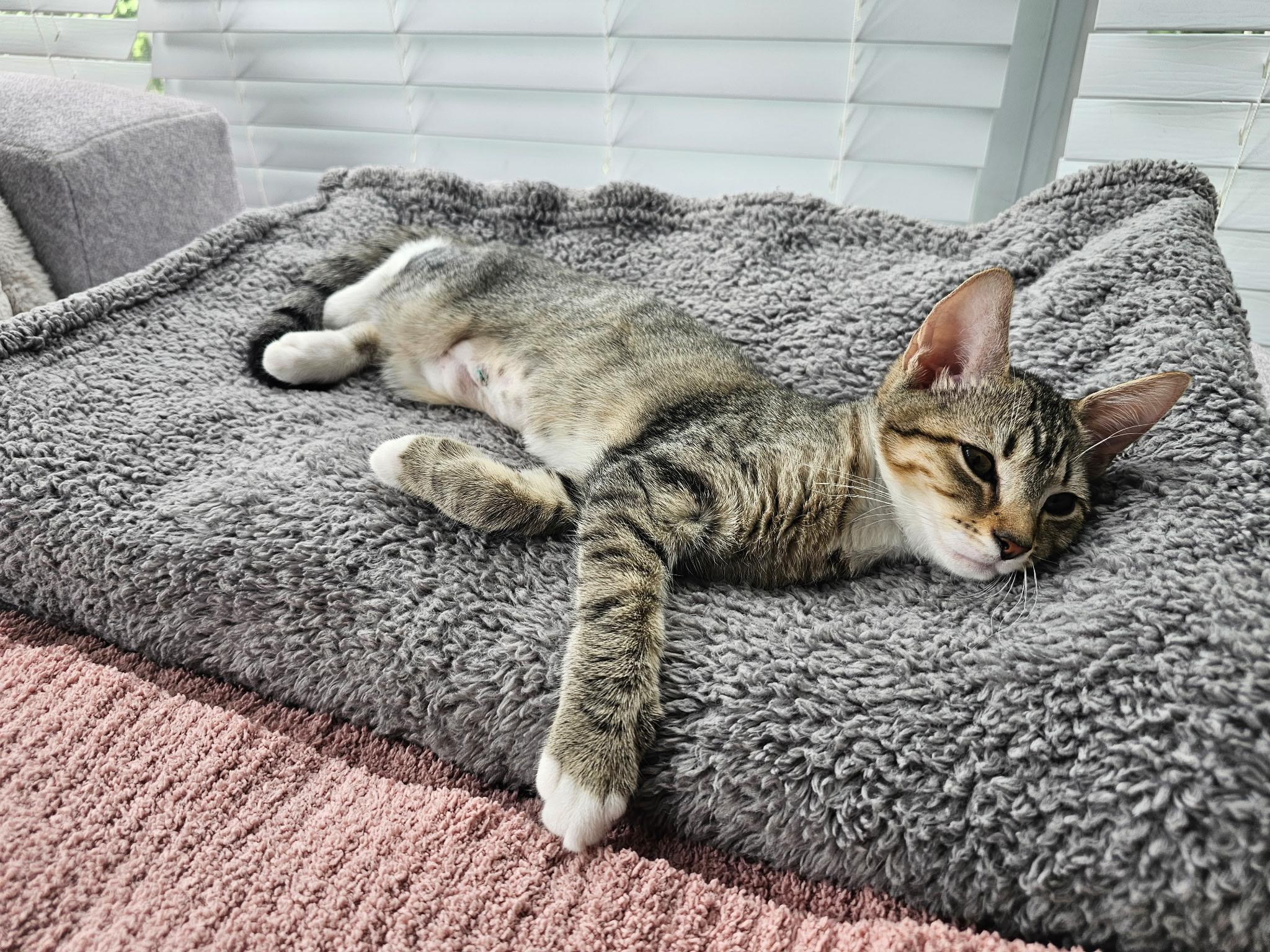 Melody, ADOPTABLE, Kitten Female Tabby & Domestic Short Hair.
