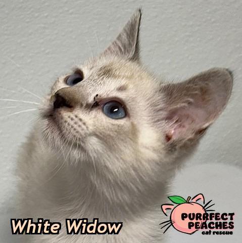 Enlarge White Widow, a Adoptable mixed breed in Douglasville, GA image 1/1