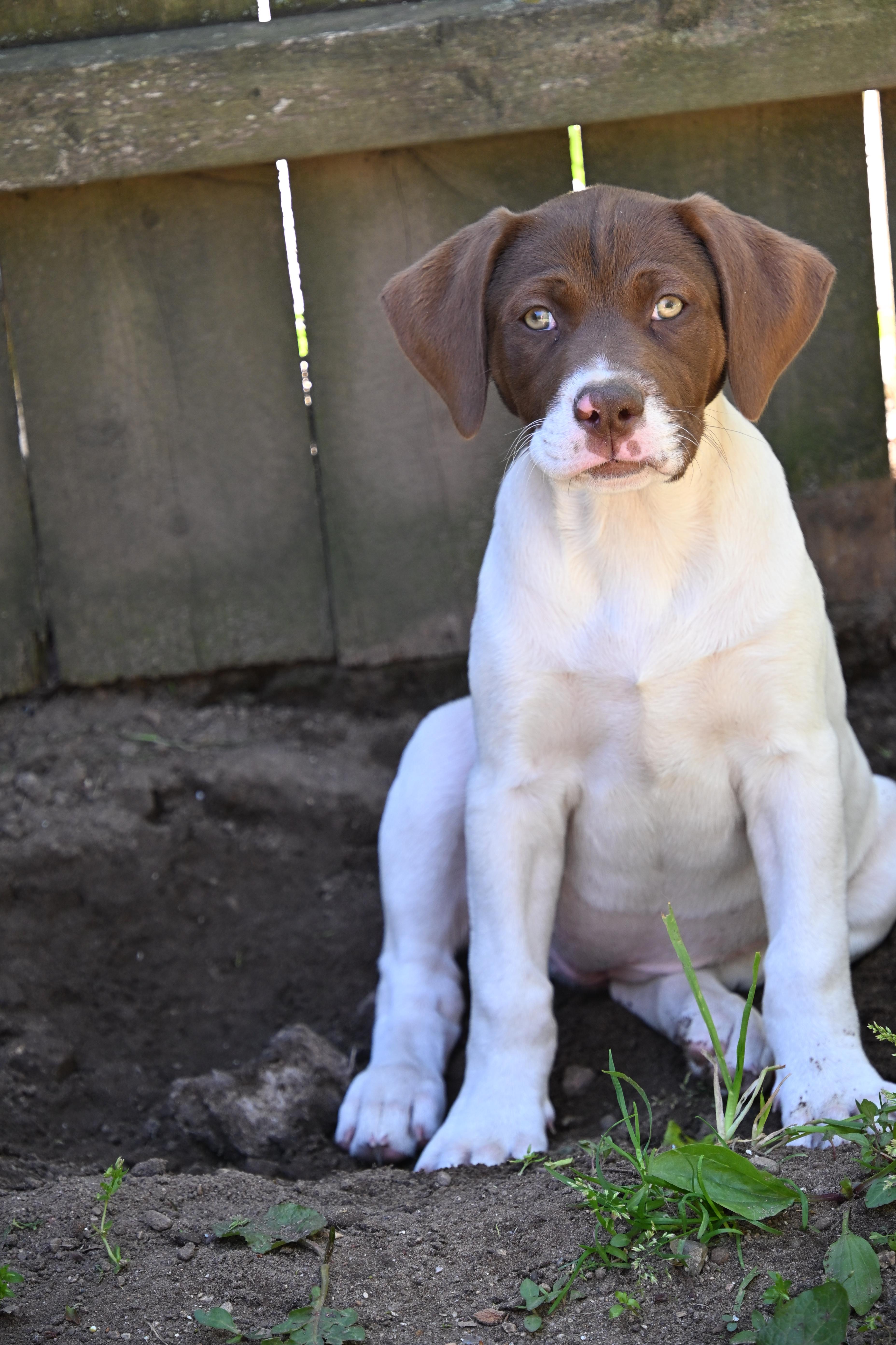 Enlarge Mickey, a Adoptable mixed breed in South Bend, IN image 4/5