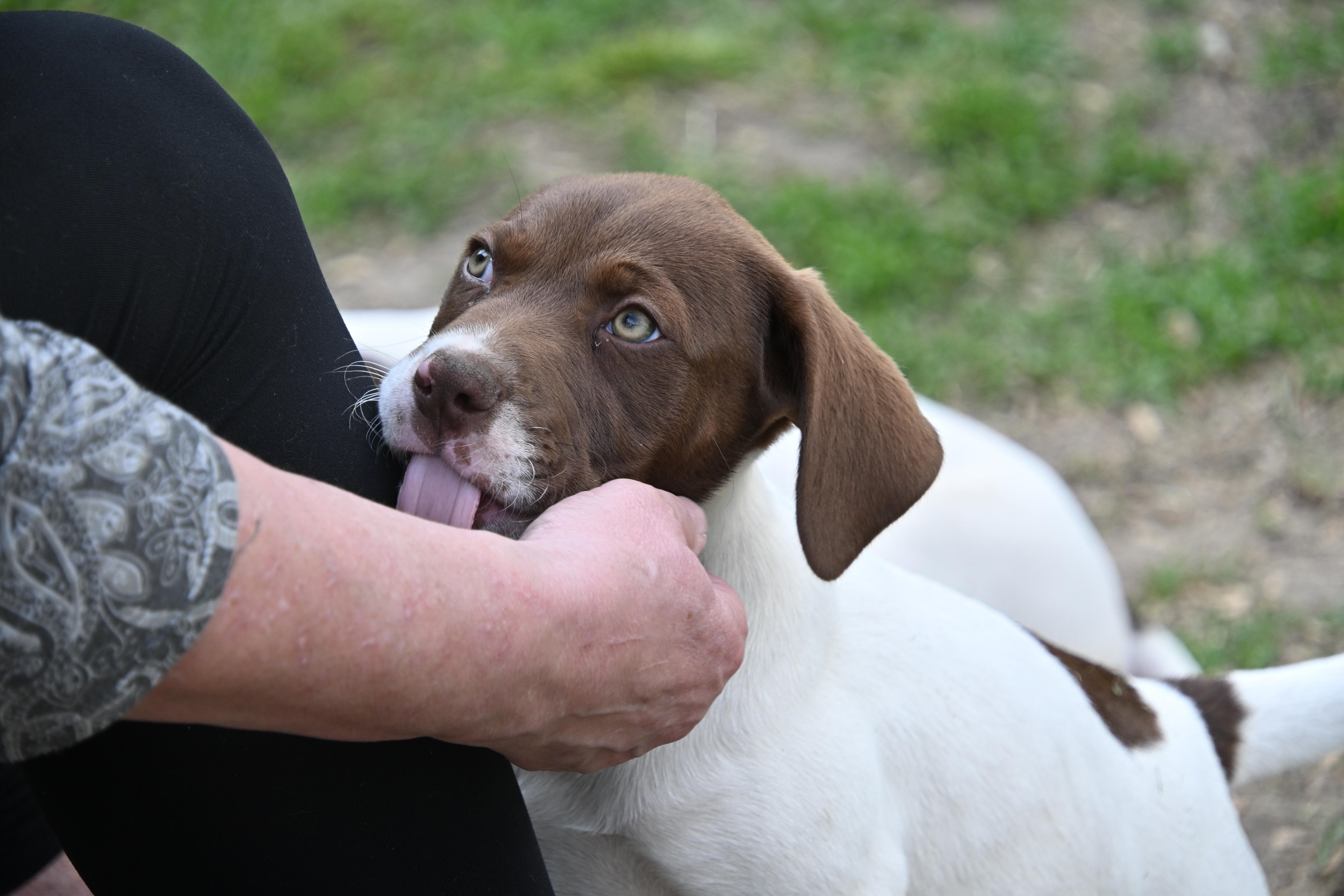 Enlarge Mickey, a Adoptable mixed breed in South Bend, IN image 2/5