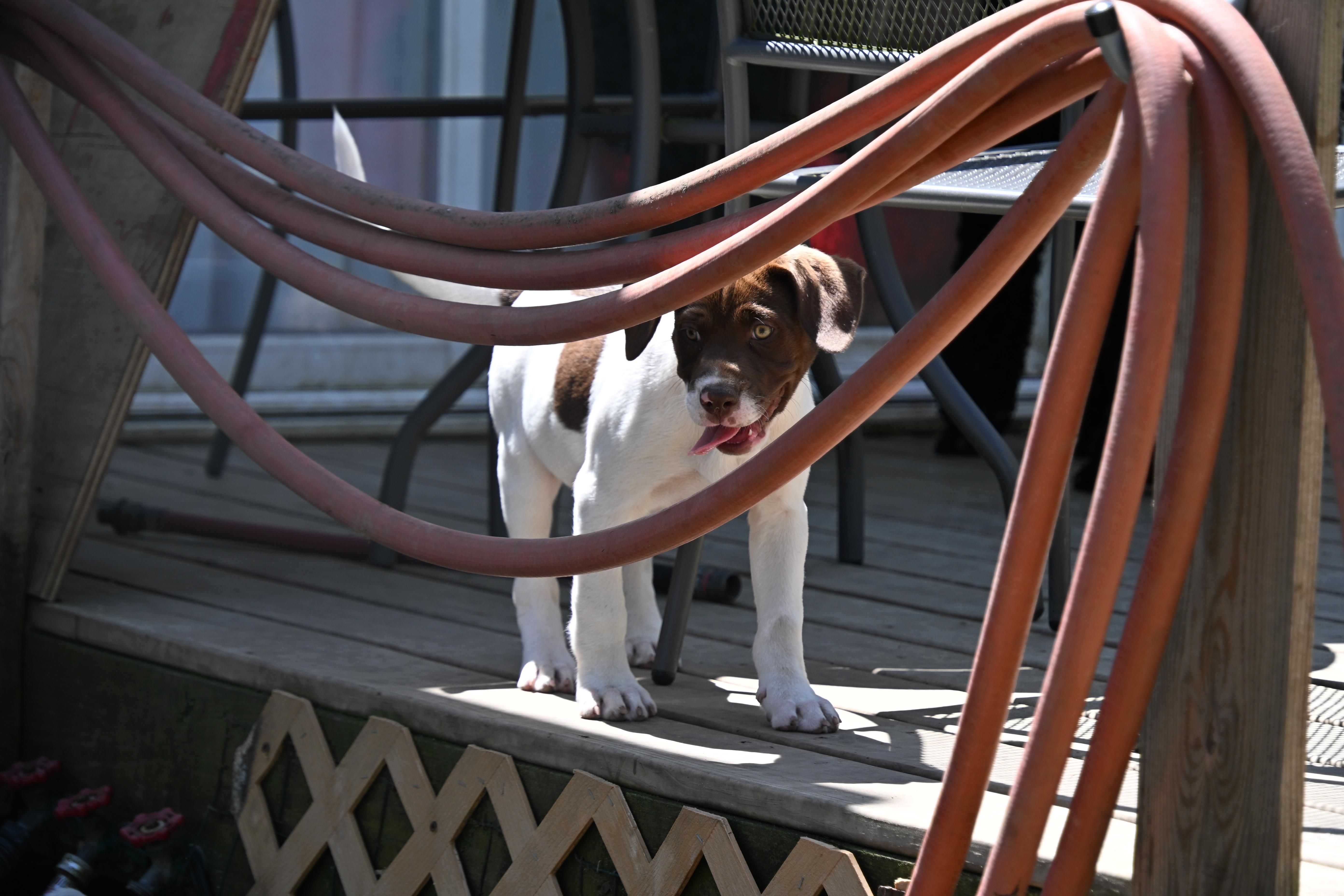 Enlarge Mickey, a Adoptable mixed breed in South Bend, IN image 3/5
