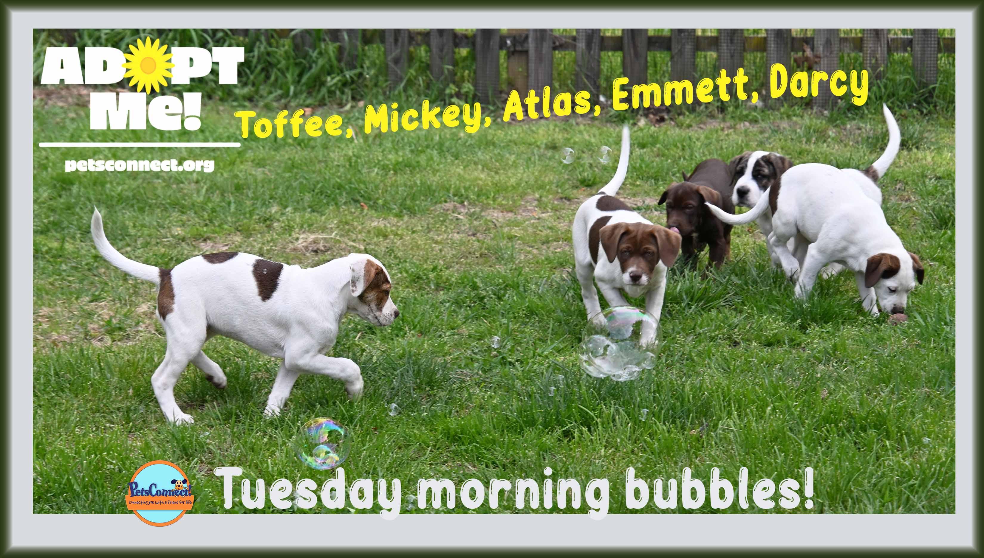 Enlarge Mickey, a Adoptable mixed breed in South Bend, IN image 5/5