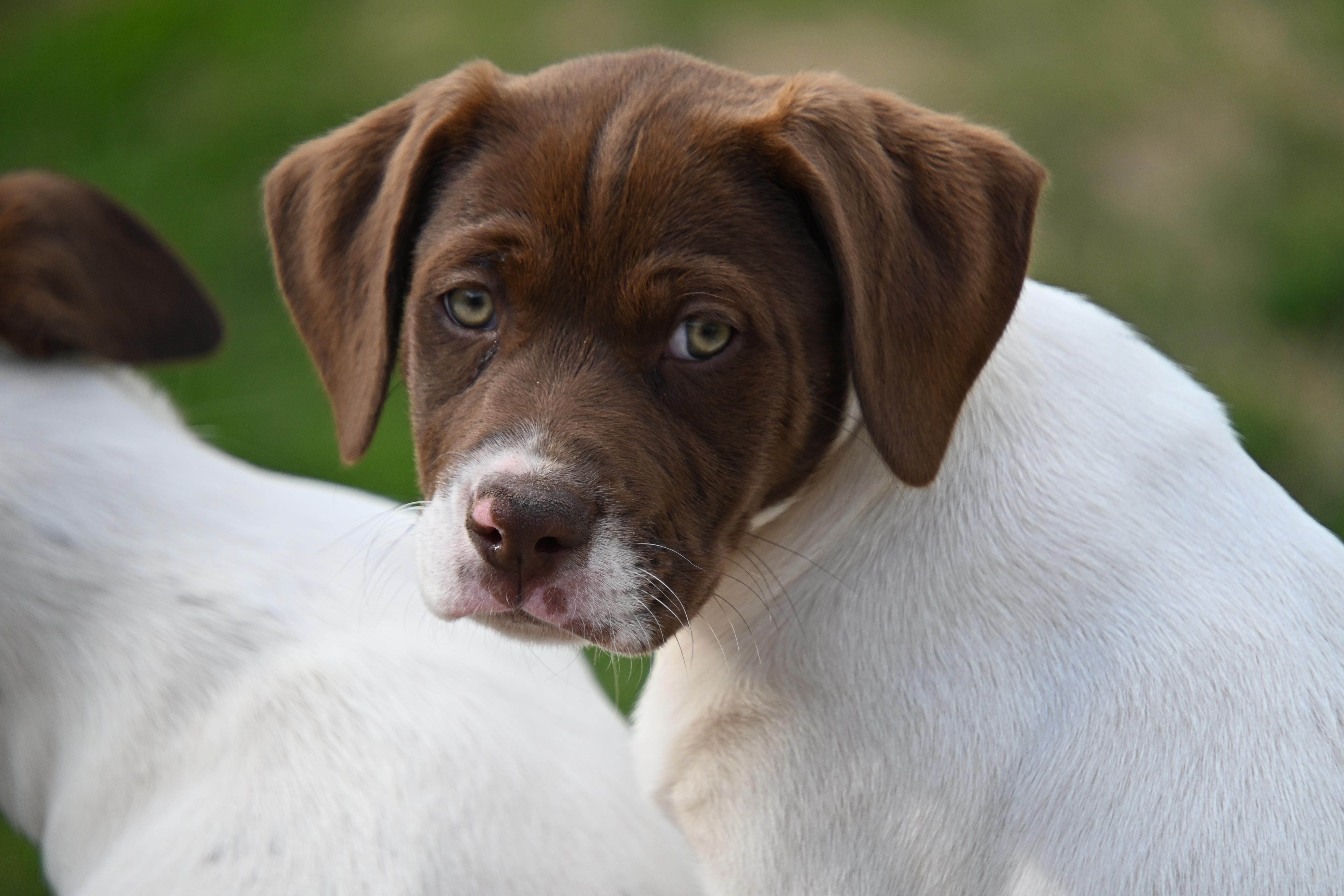 Mickey, Adoptable, Puppy Female English Pointer.
