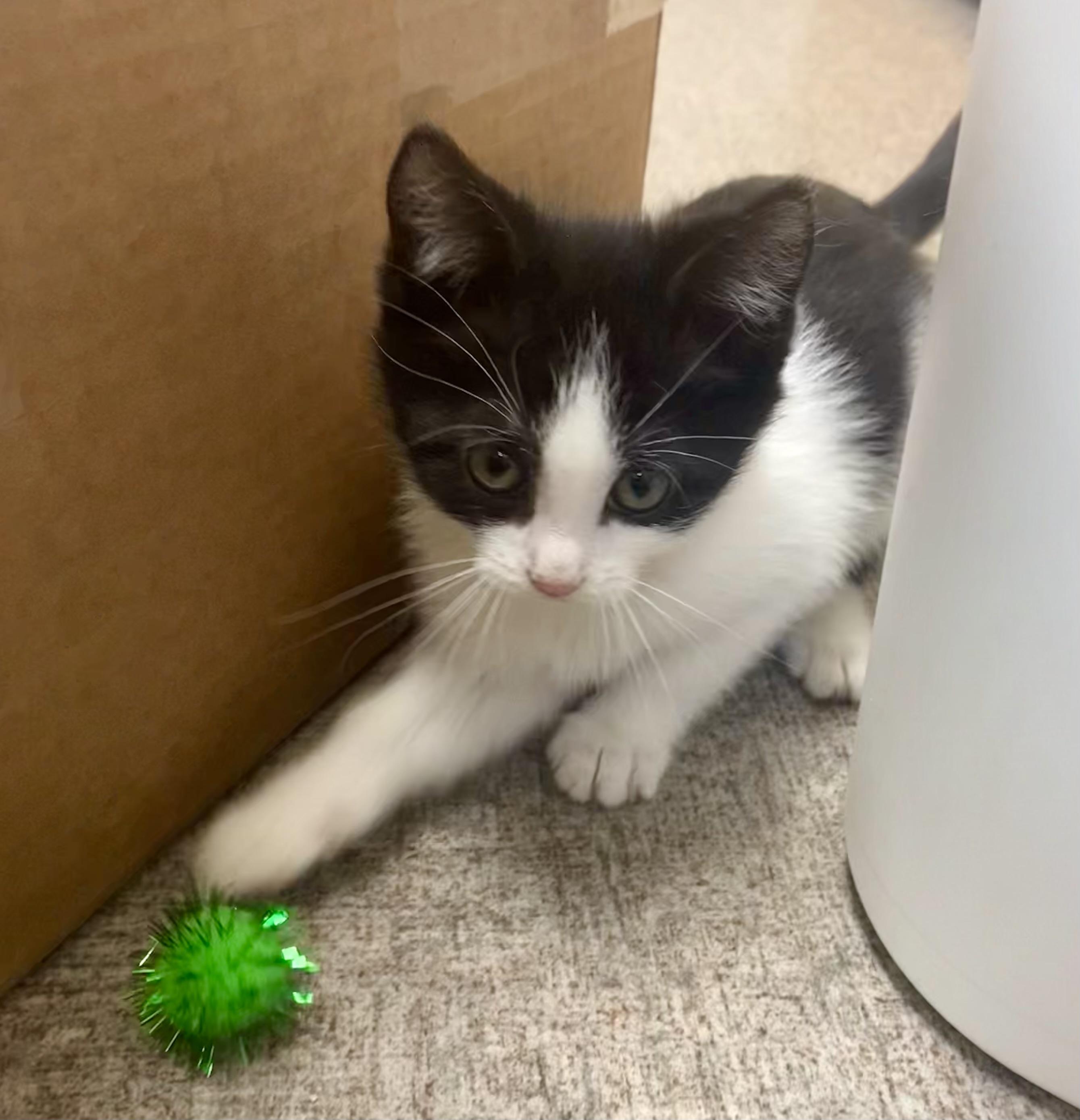 Mou, a Adoptable mixed breed in Pocatello, ID image 4/6