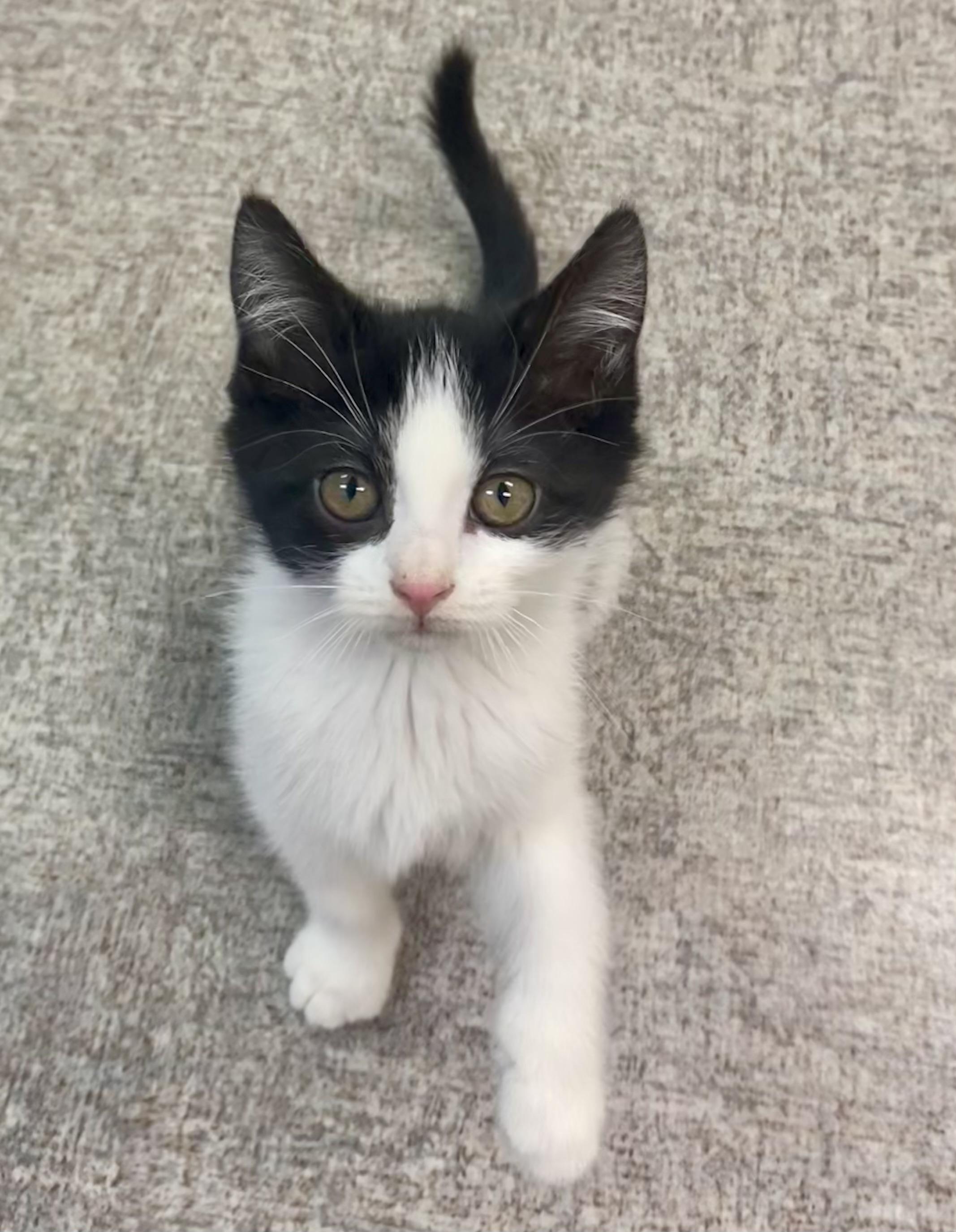 Mou, a Adoptable mixed breed in Pocatello, ID image 1/6