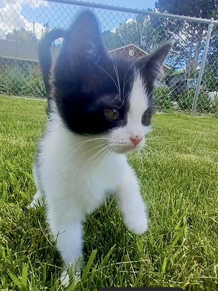 Mou, a Adoptable mixed breed in Pocatello, ID image 2/6