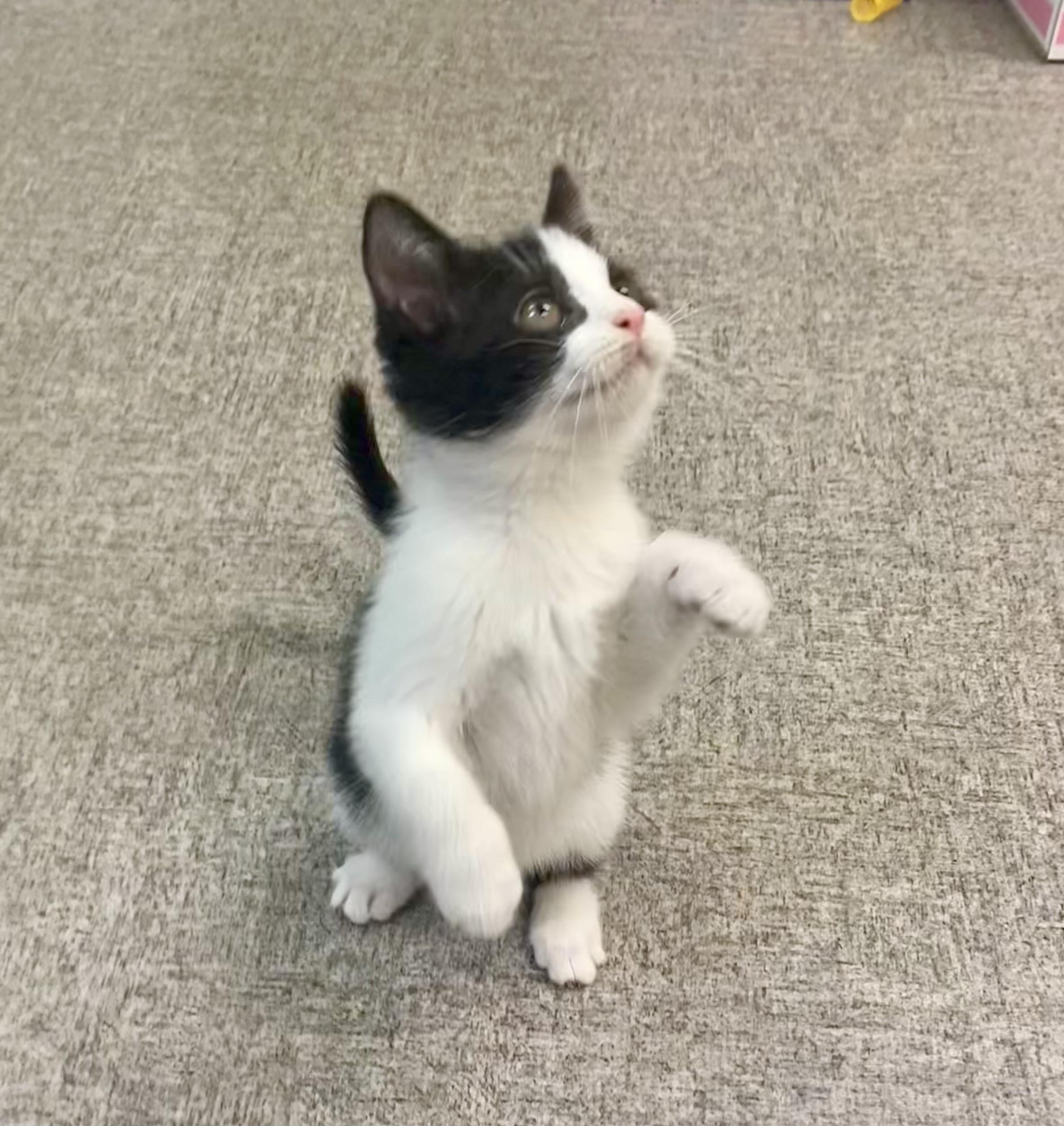 Mou, a Adoptable mixed breed in Pocatello, ID image 6/6