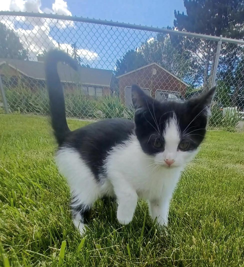 Mou, a Adoptable mixed breed in Pocatello, ID image 5/6
