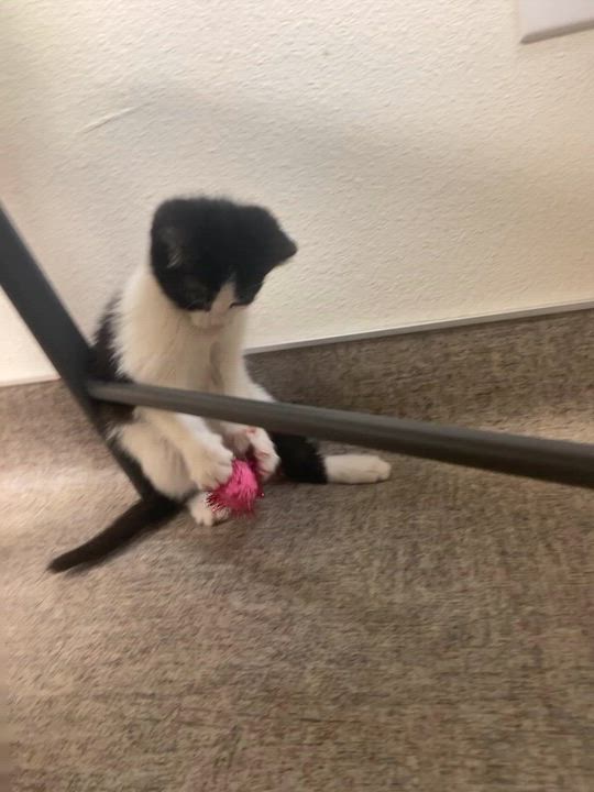 Enlarge Mou, a Adoptable mixed breed in Pocatello, ID video 3/6