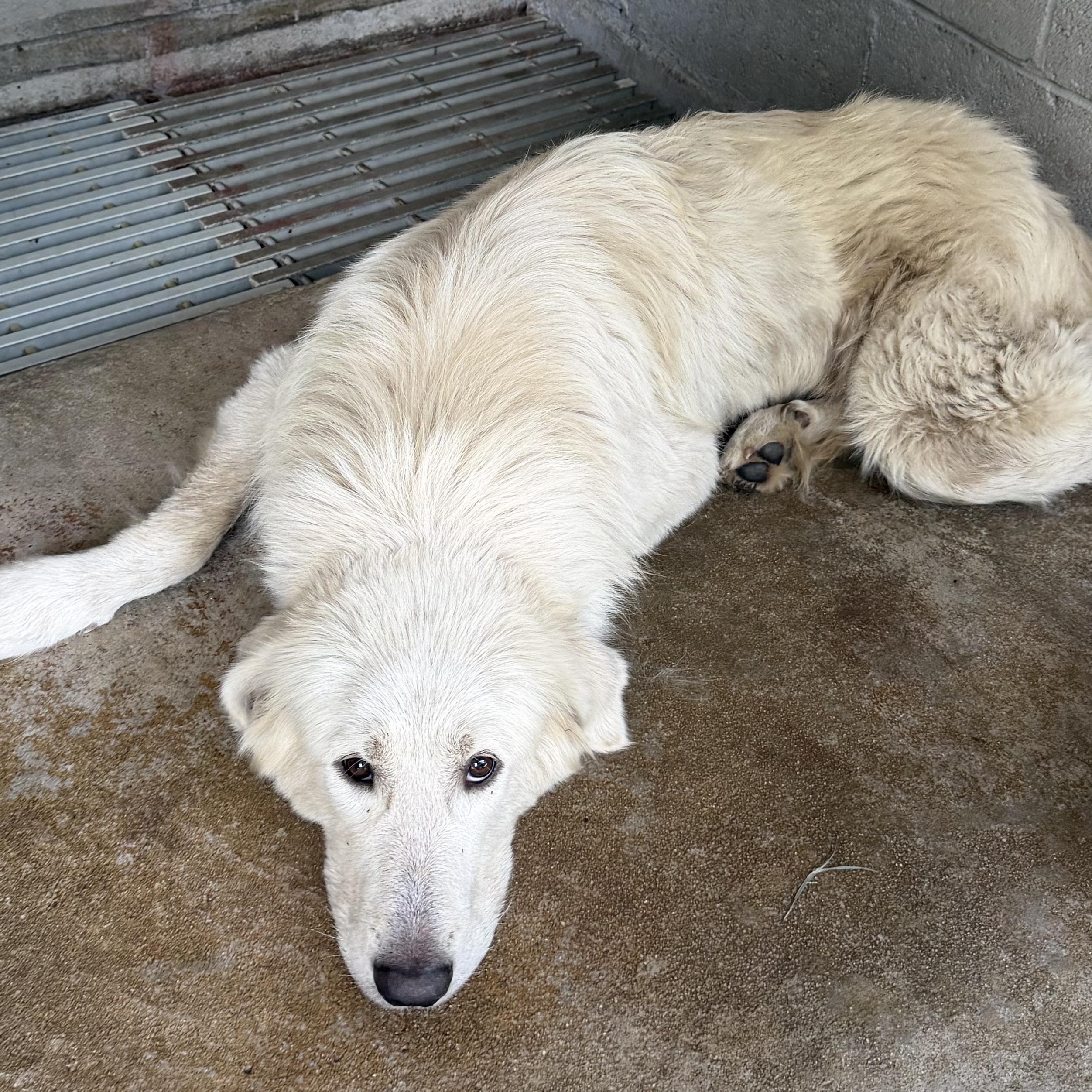 Fluffy, ADOPTABLE, Adult Male Great Pyrenees.