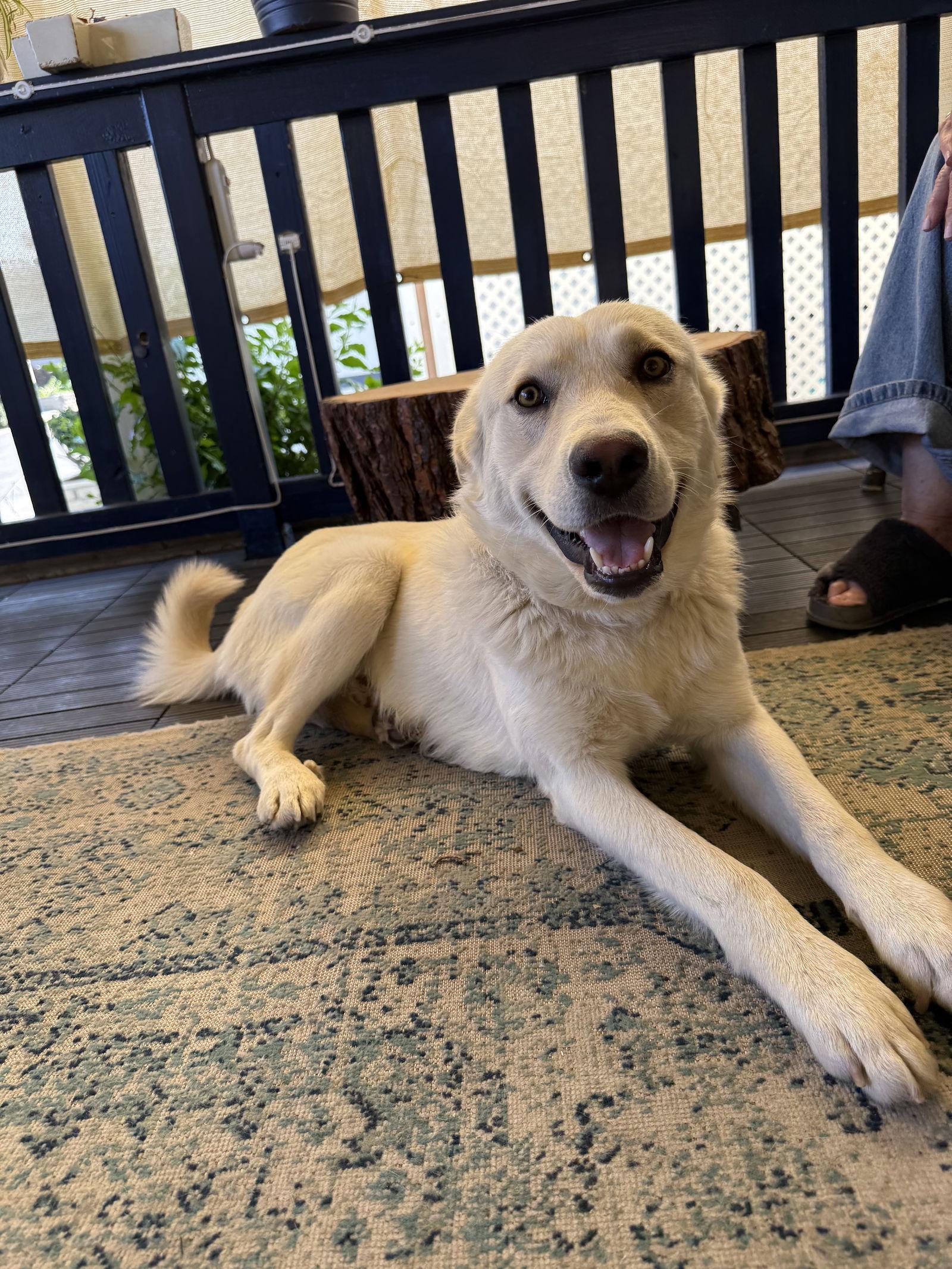 Larry — thumbnail 3