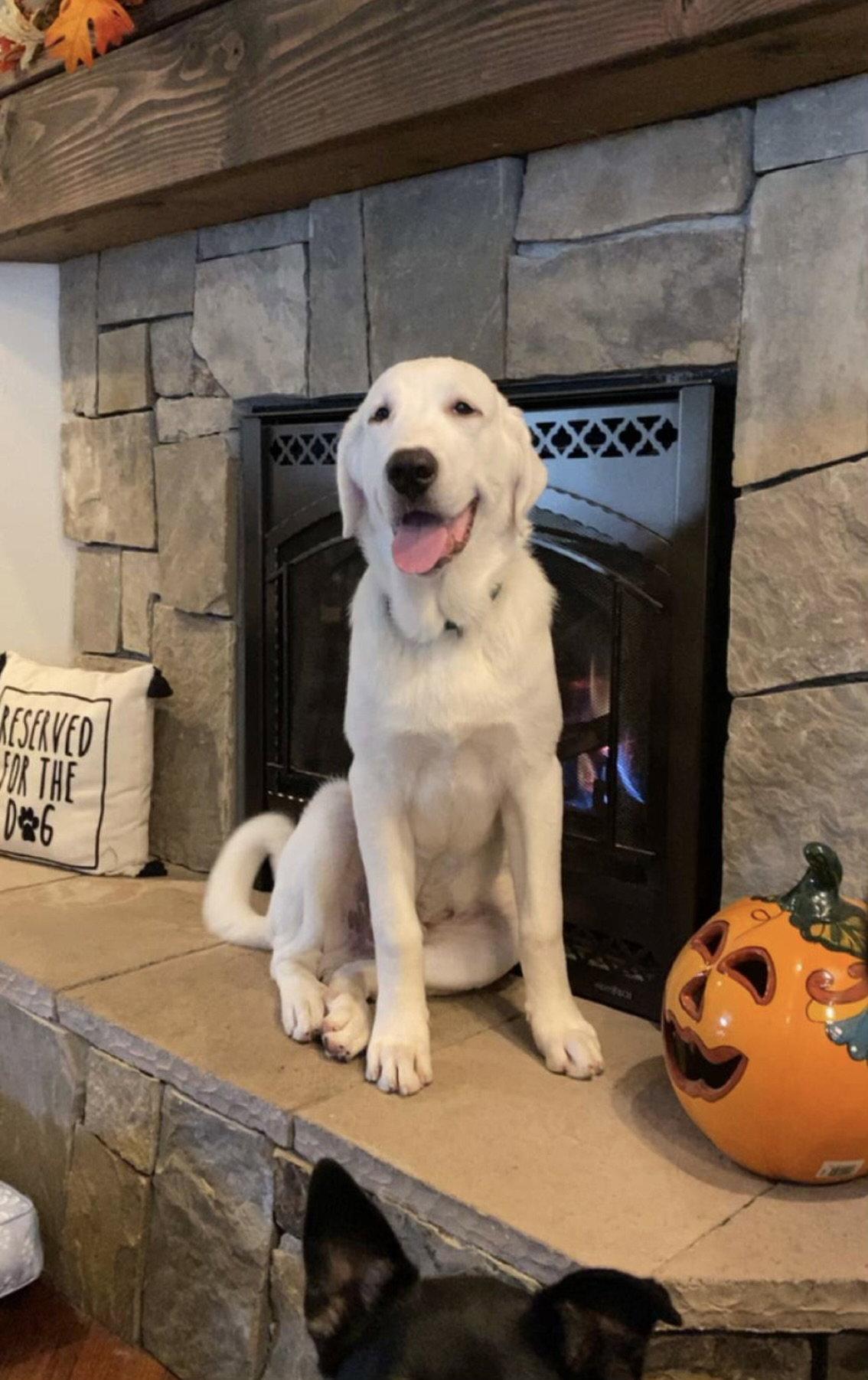 Enlarge Gary, a Adopted Akbash in Bountiful, UT image 1/1