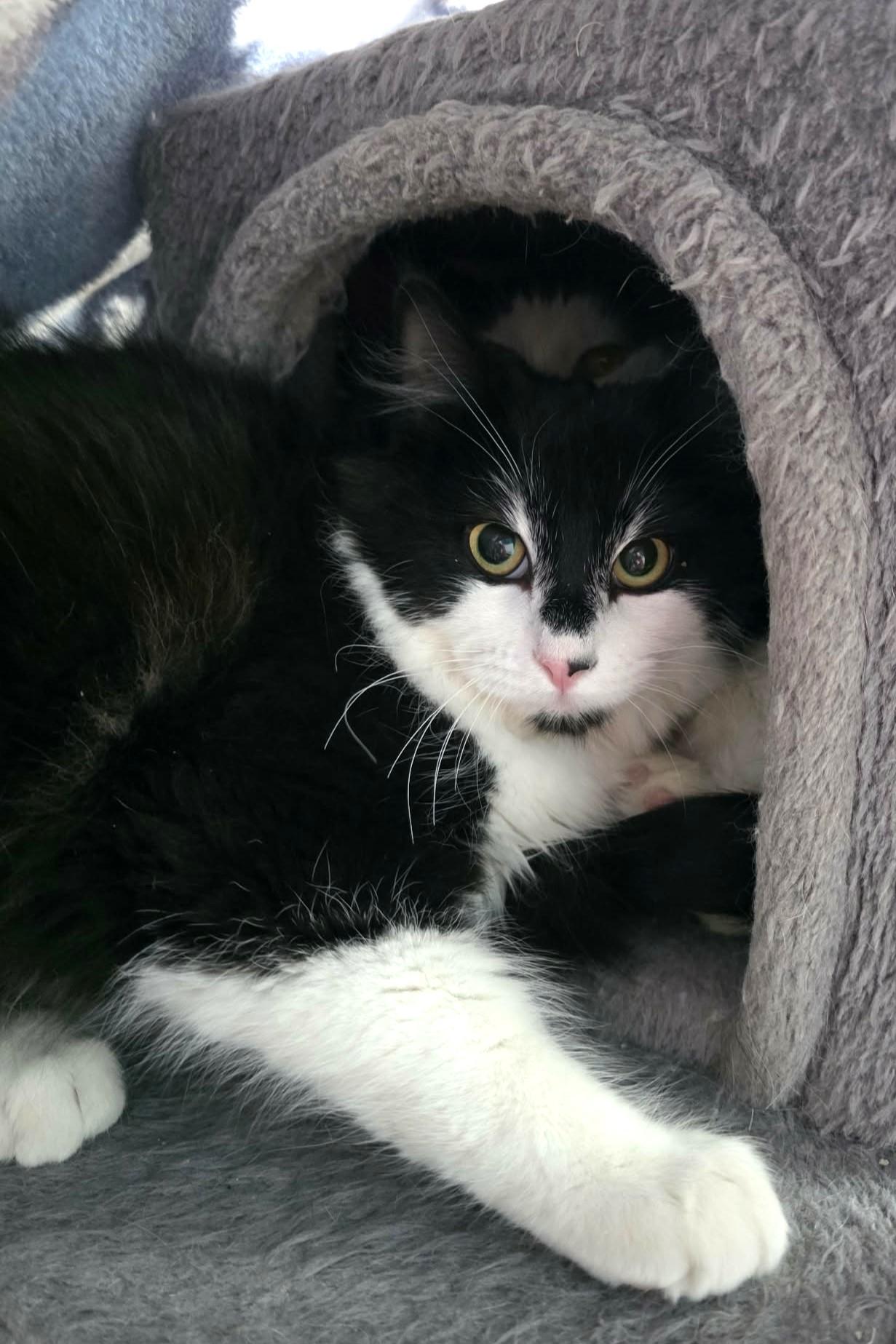 Enlarge Goblin, an adopted Domestic Long Hair in Elizabeth, IL image 2/3