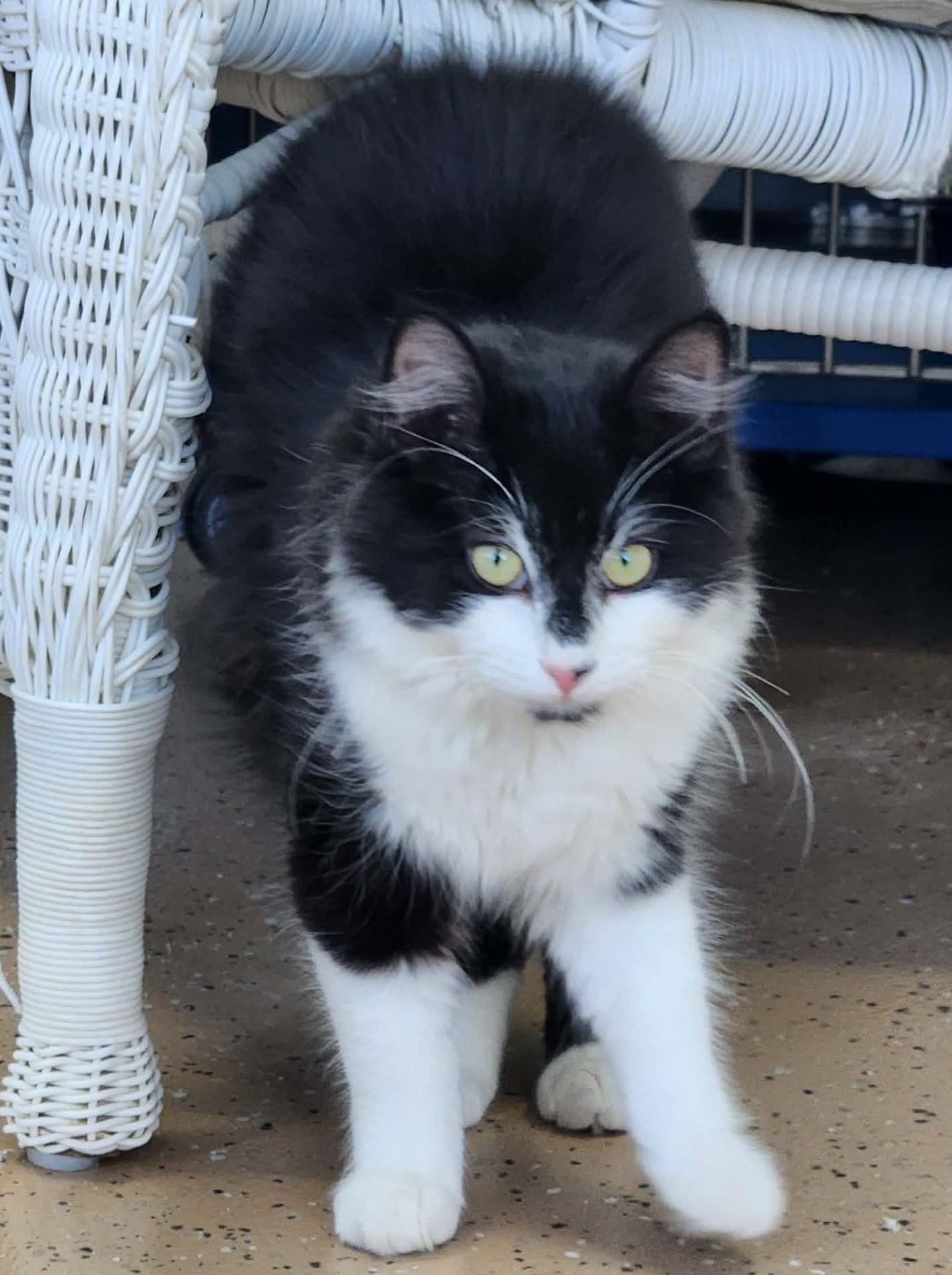 Enlarge Goblin, an adopted Domestic Long Hair in Elizabeth, IL image 1/3