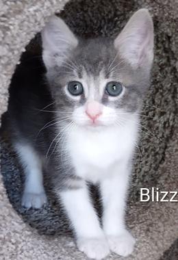 Blizzard, ADOPTABLE, Kitten Male Domestic Short Hair.