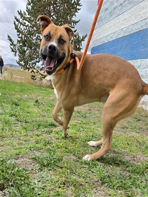 Enlarge BUSTER, a Adoptable mixed breed in Casper, WY image 1/1