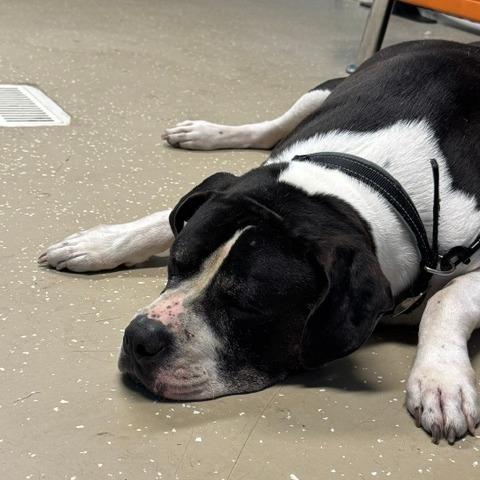Benny, Adoptable, Senior Male Mixed Breed & Mixed Breed.