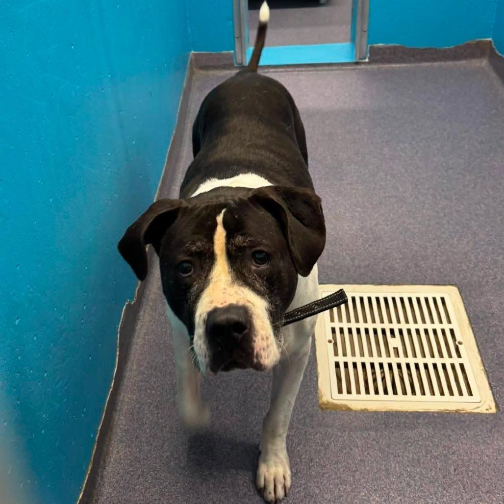 Benny, a Adoptable mixed breed in Edwardsville, IL image 2/5