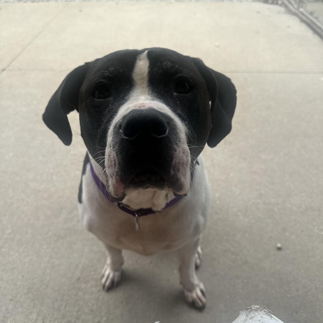 Benny, a Adoptable mixed breed in Edwardsville, IL image 3/5