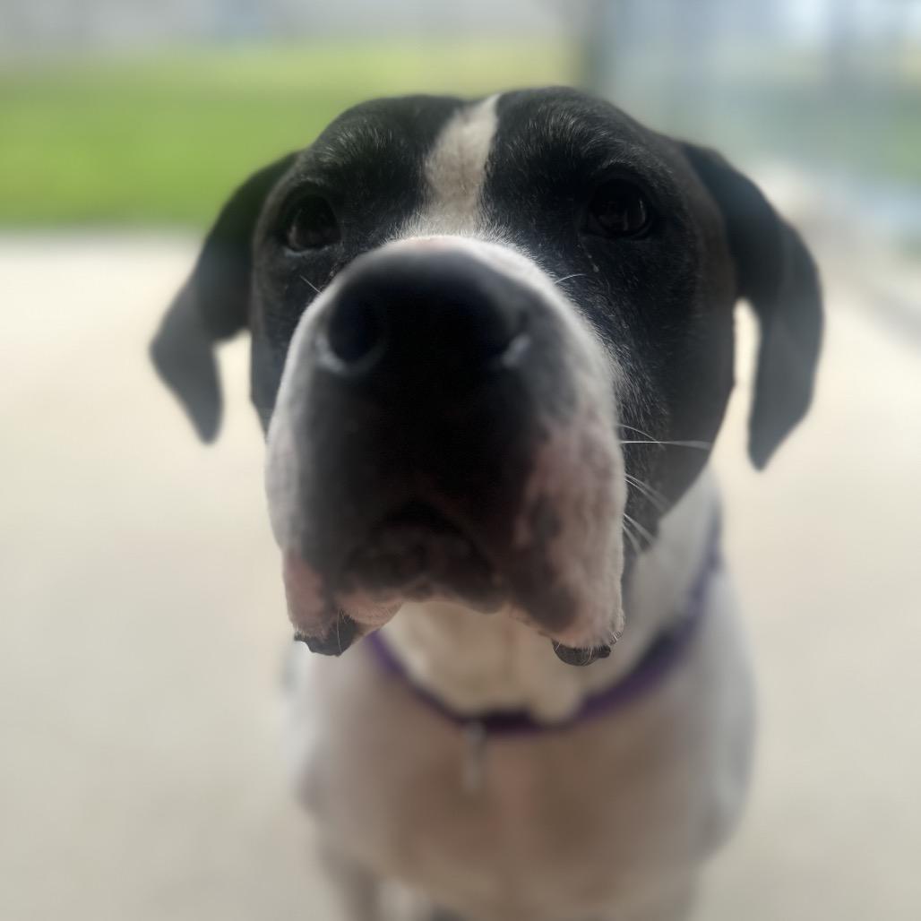 Benny, a Adoptable mixed breed in Edwardsville, IL image 4/5