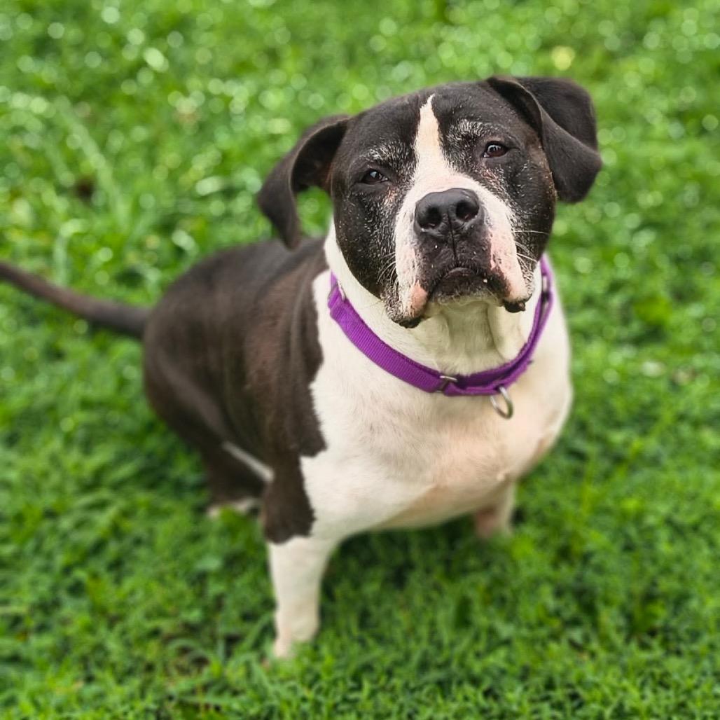 Benny, a Adoptable mixed breed in Edwardsville, IL image 5/5