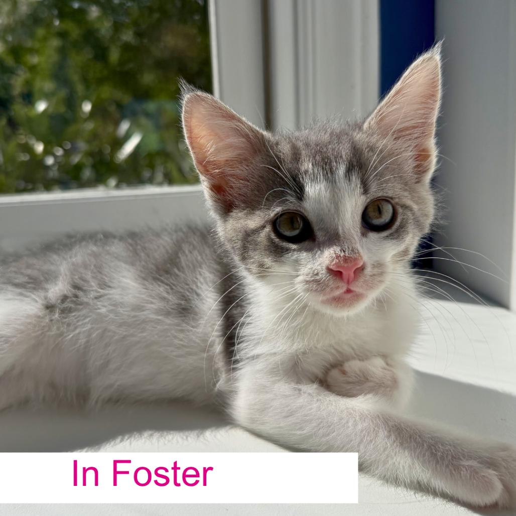 Confetti, a Adoptable Domestic Short Hair in Chapel Hill, NC image 2/2