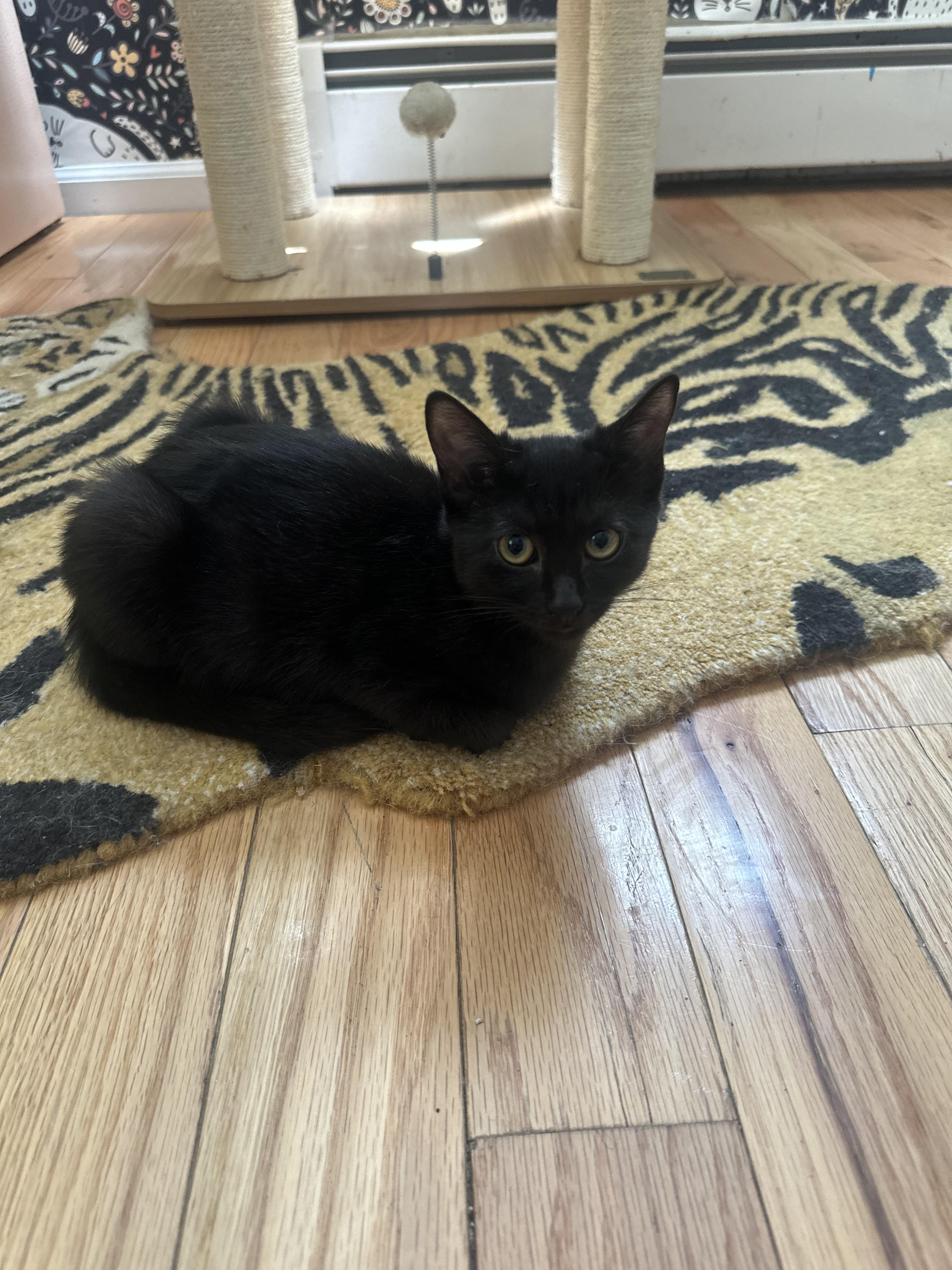 Enlarge Xane, a Adopted Domestic Short Hair in Totowa, NJ image 1/2