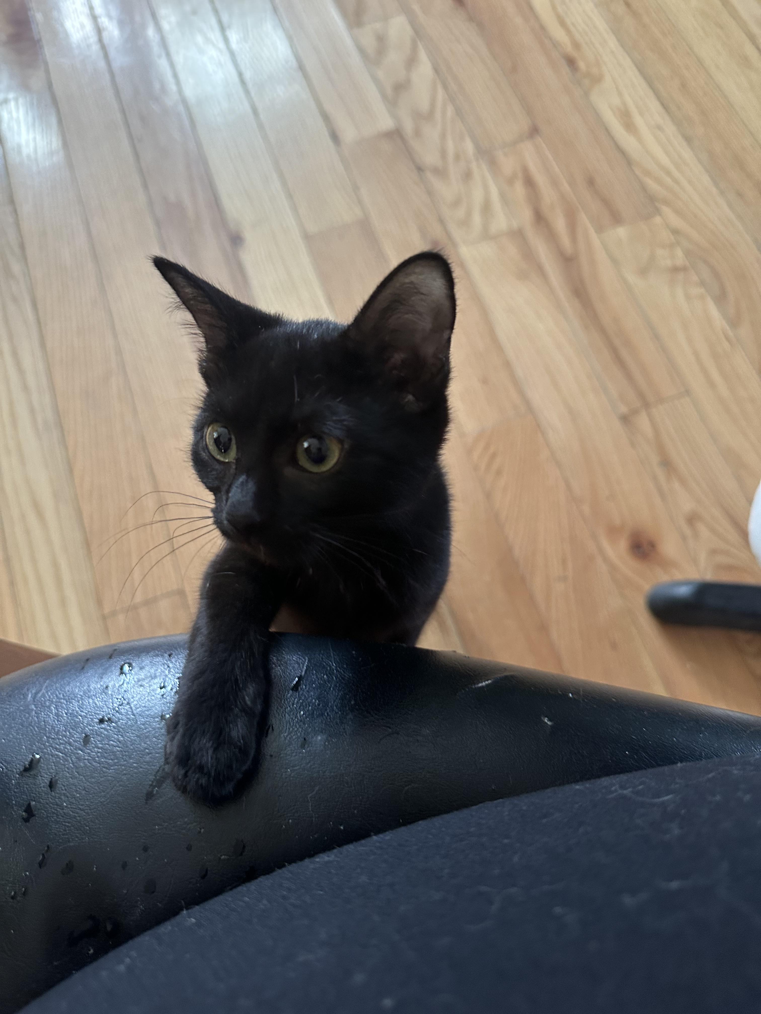 Enlarge Xane, a Adopted Domestic Short Hair in Totowa, NJ image 2/2