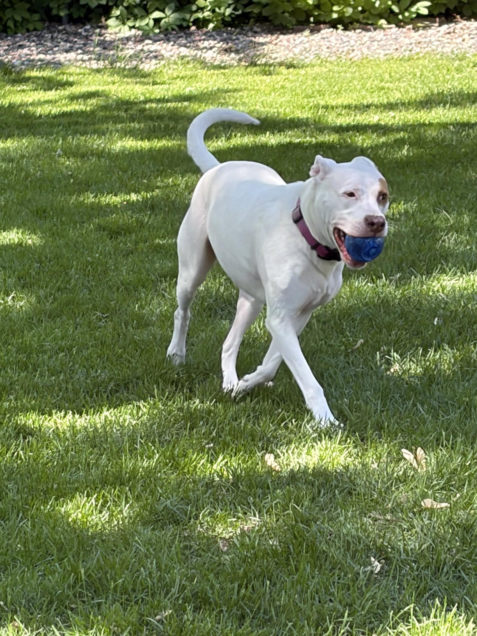Nide- OS, a Adoptable Pit Bull Terrier in Saint Paul, MN image 1/3
