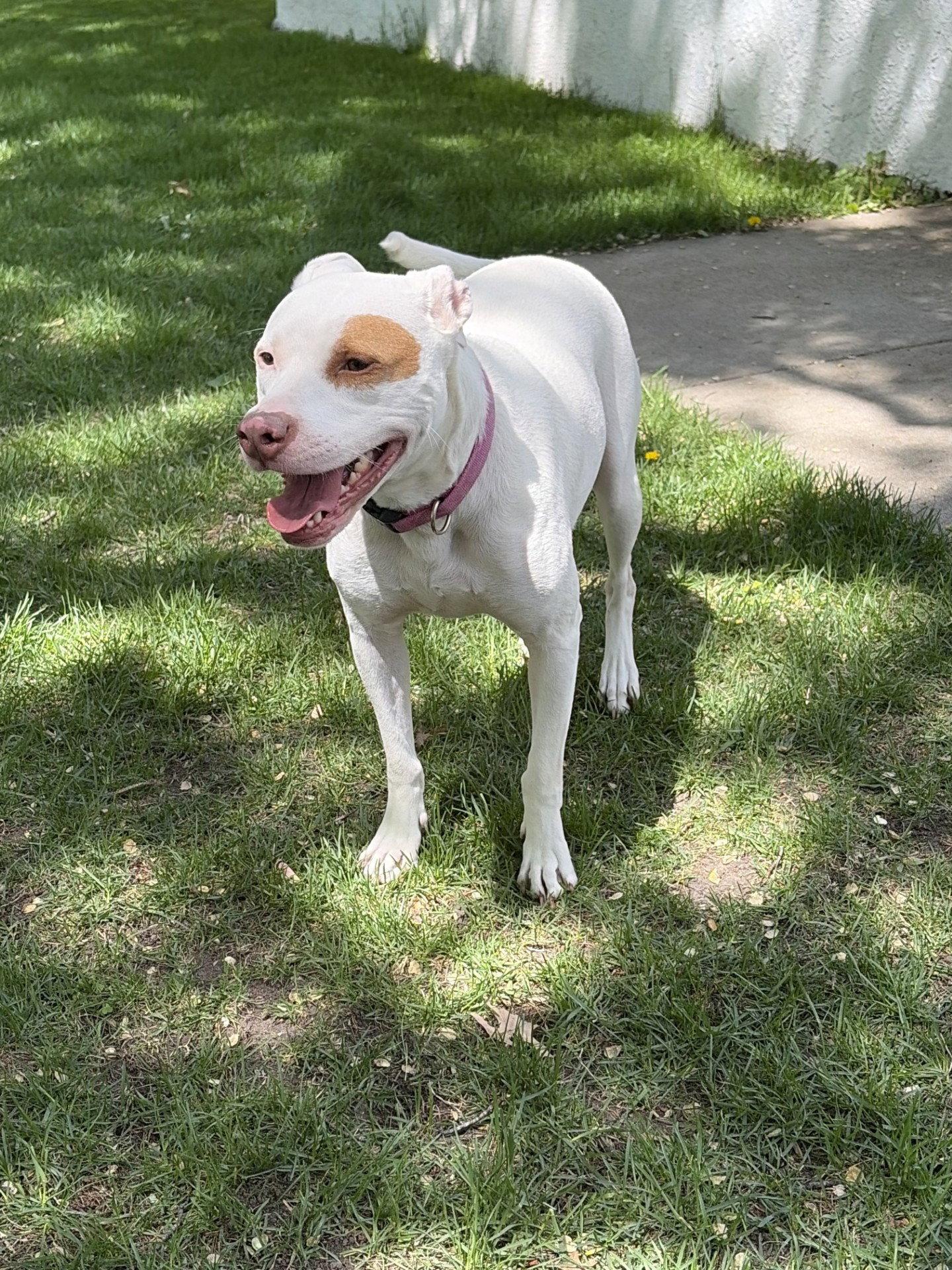 Nide- OS, Adoptable, Adult Female Pit Bull Terrier.