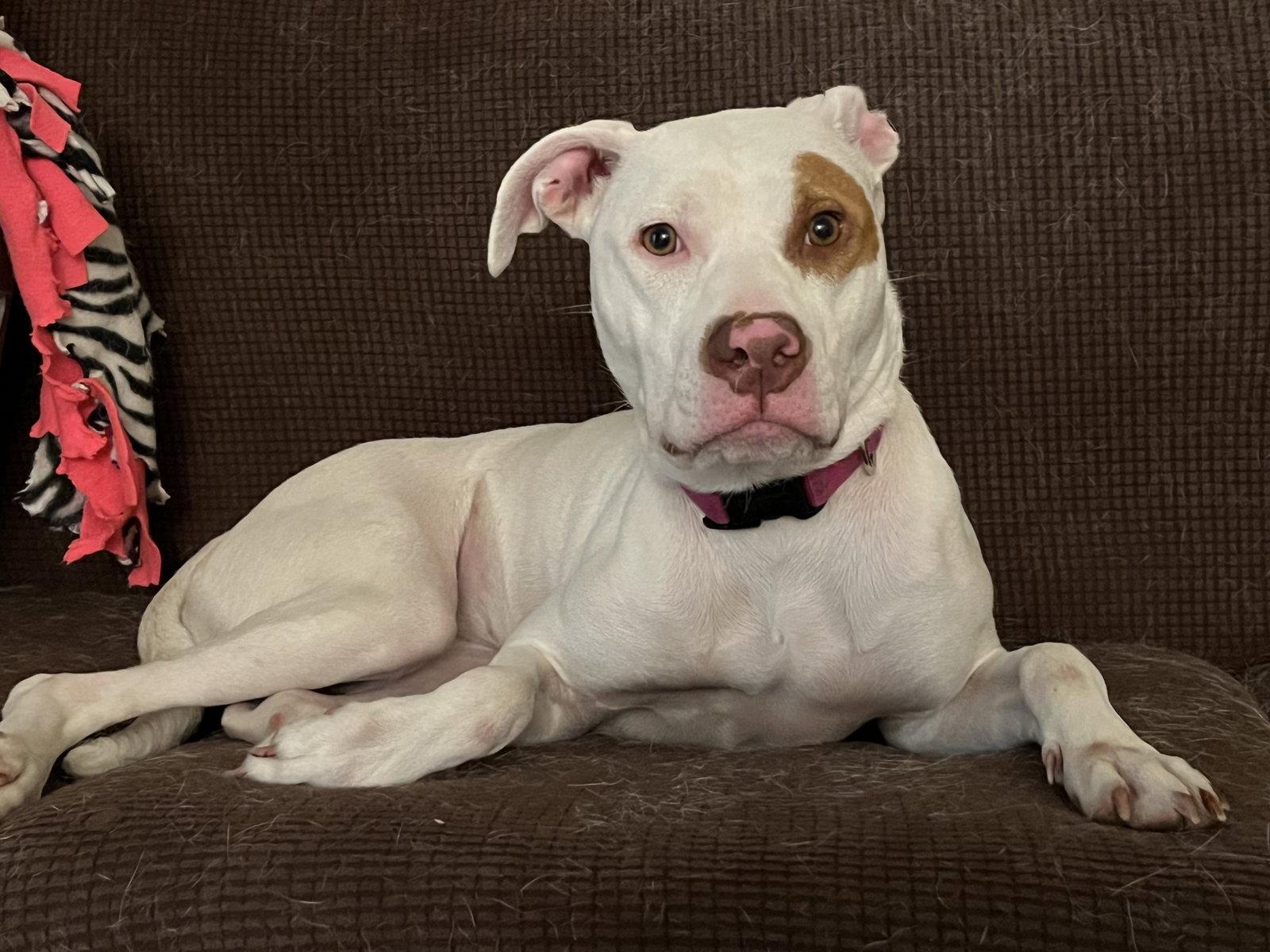 Nide- OS, a Adoptable Pit Bull Terrier in Saint Paul, MN image 3/3