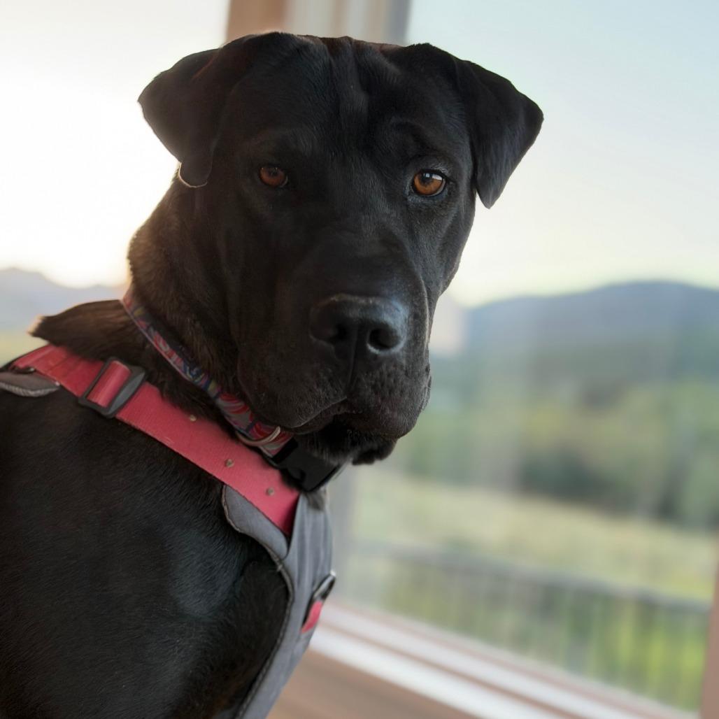 Enlarge Fiji, a Adoptable mixed breed in Driggs, ID image 1/6