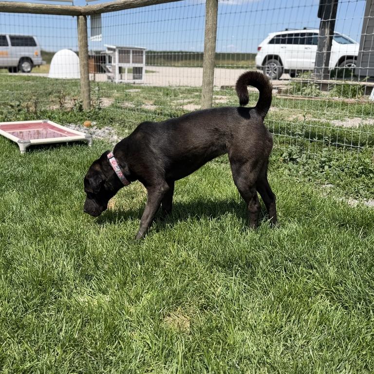 Fiji, Adoptable, Adult Female Black Labrador Retriever & Shar-Pei.