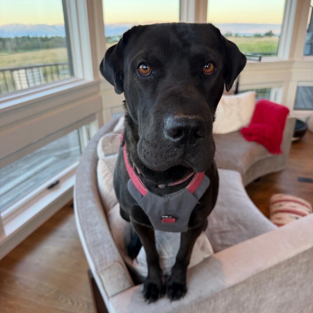 Enlarge Fiji, a Adoptable mixed breed in Driggs, ID image 3/6