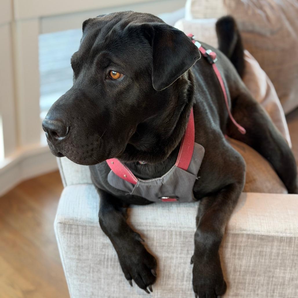 Enlarge Fiji, a Adoptable mixed breed in Driggs, ID image 4/6