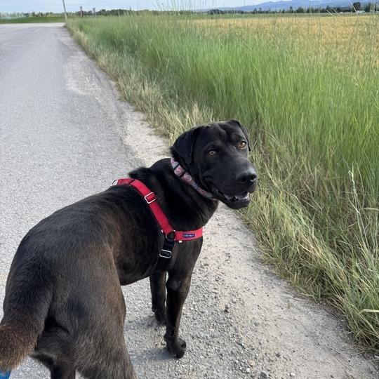 Fiji, a Adoptable mixed breed in Driggs, ID image 2/4