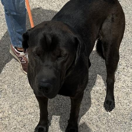 Fiji, a Adoptable mixed breed in Driggs, ID image 3/4