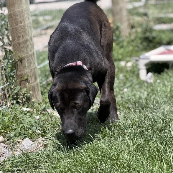 Fiji, a Adoptable mixed breed in Driggs, ID image 4/4