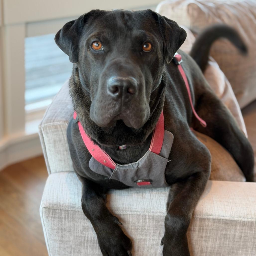 Enlarge Fiji, a Adoptable mixed breed in Driggs, ID image 6/6