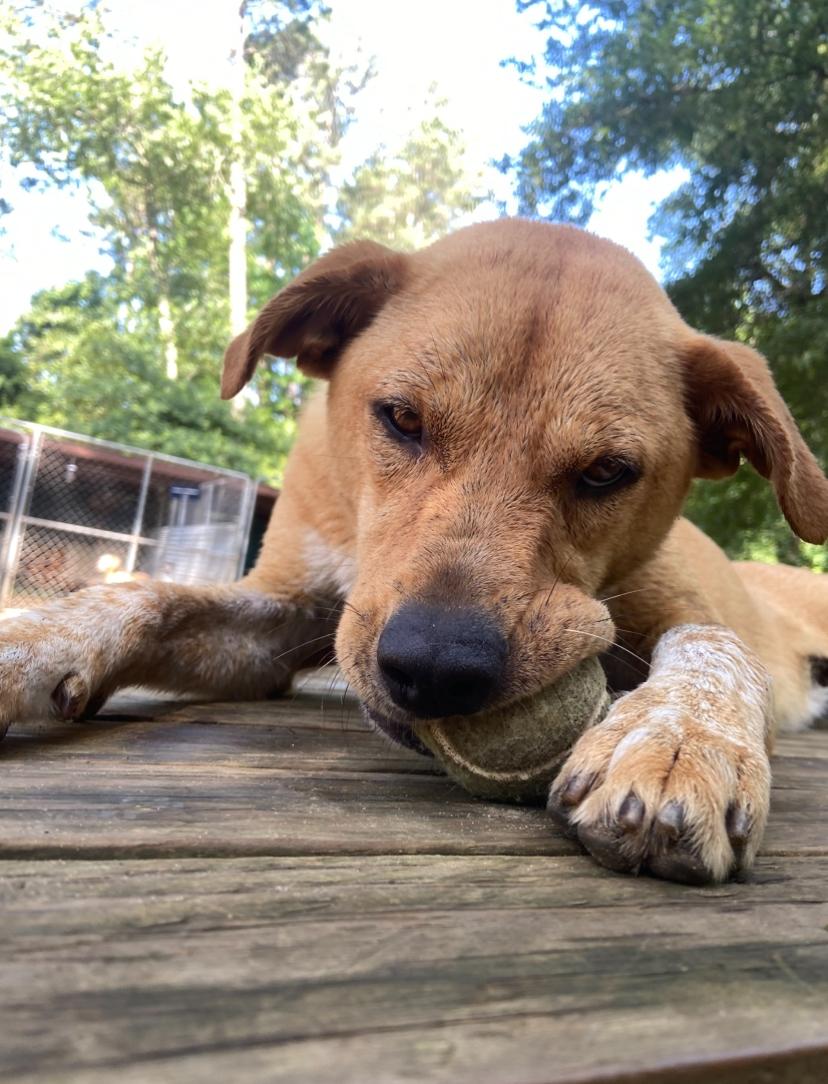 Ellie, a ADOPTABLE mixed breed in Ruston, LA image 2/2