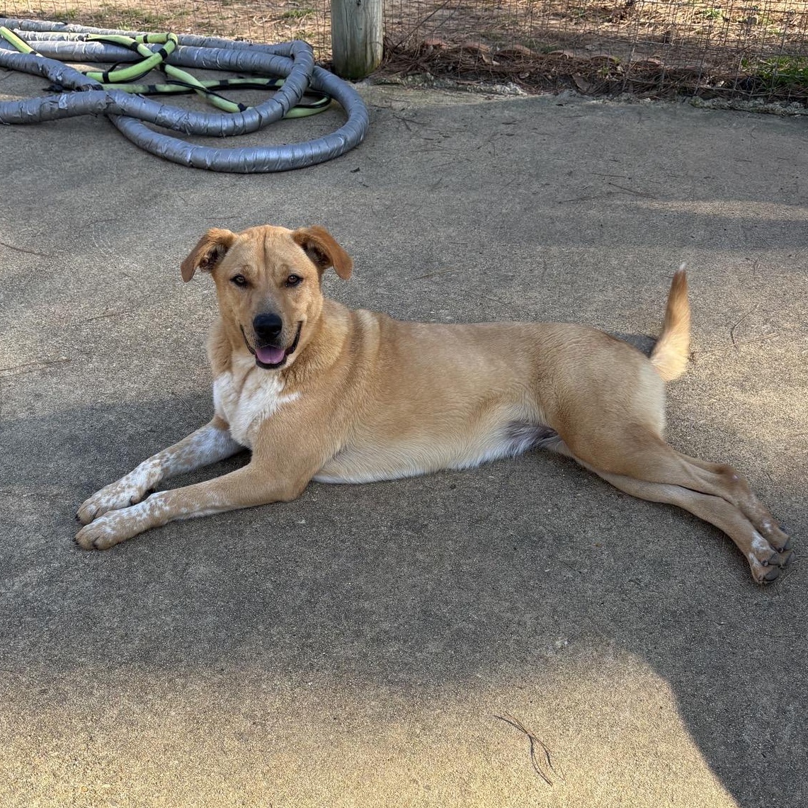 Ellie, ADOPTABLE, Young Female Golden Retriever.