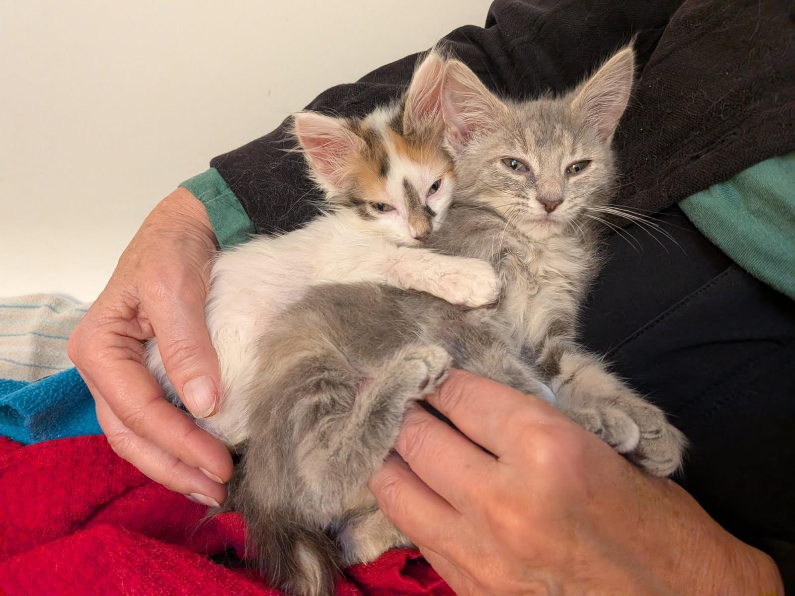 Thelma and Louise, adopted, Kitten Female Domestic Short Hair.