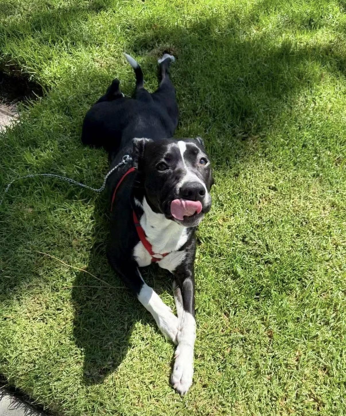 Faith, adopted, Young Male Pit Bull Terrier.