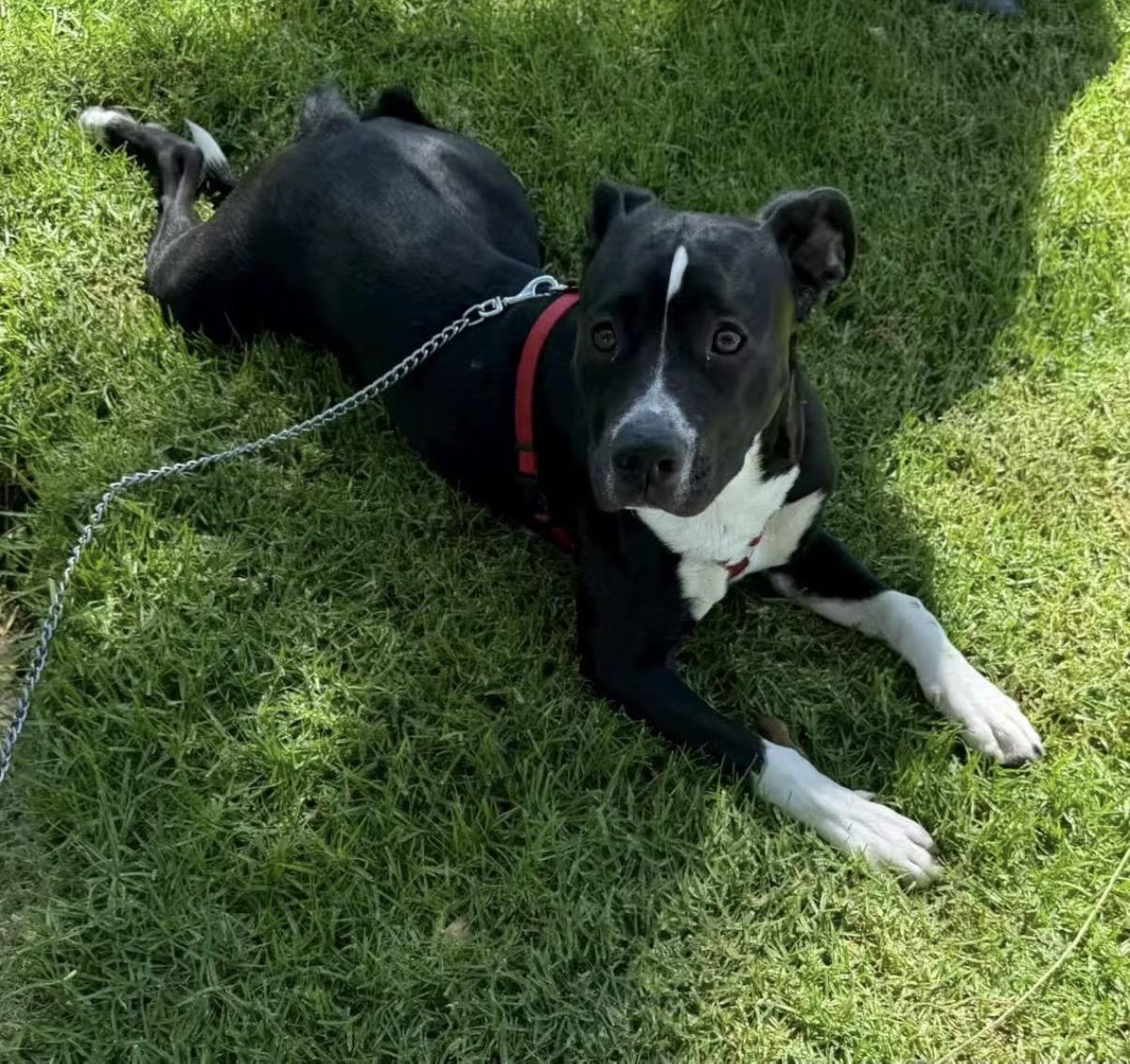 Faith, an adopted mixed breed in Van Nuys, CA image 3/3