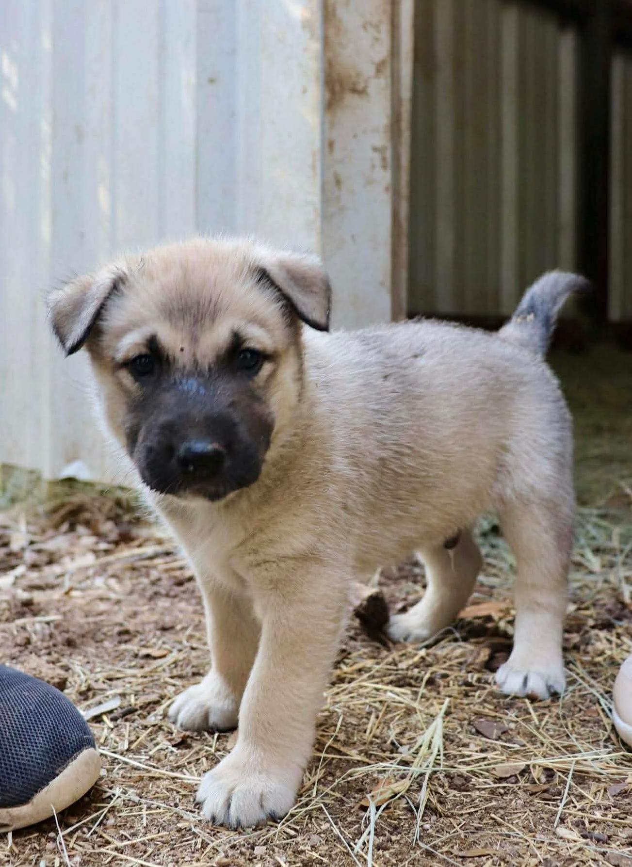 Enlarge Rocket, a Adopted mixed breed in Paramus, NJ image 2/3