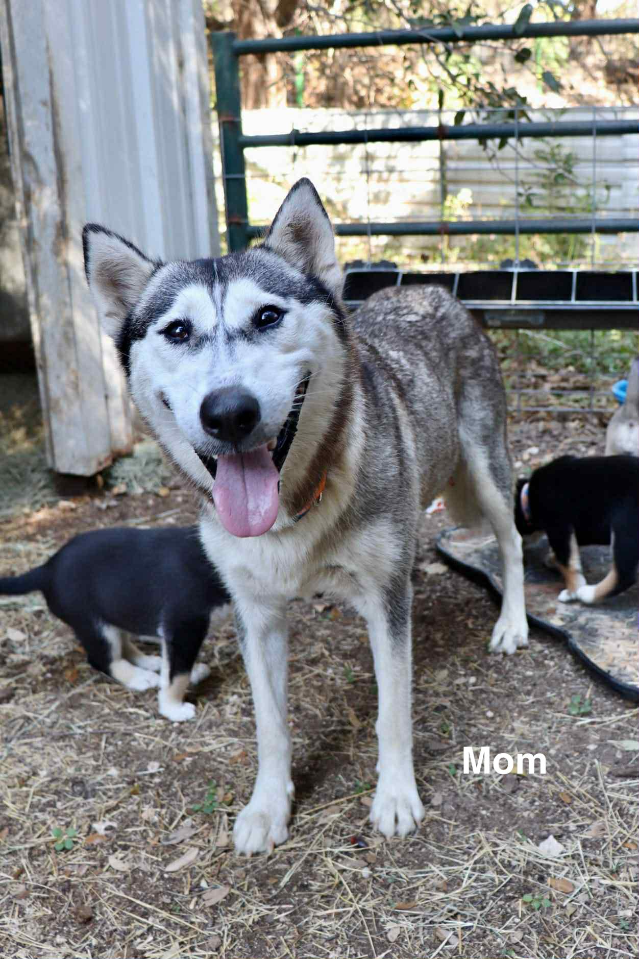 Enlarge Rocket, a Adopted mixed breed in Paramus, NJ image 3/3