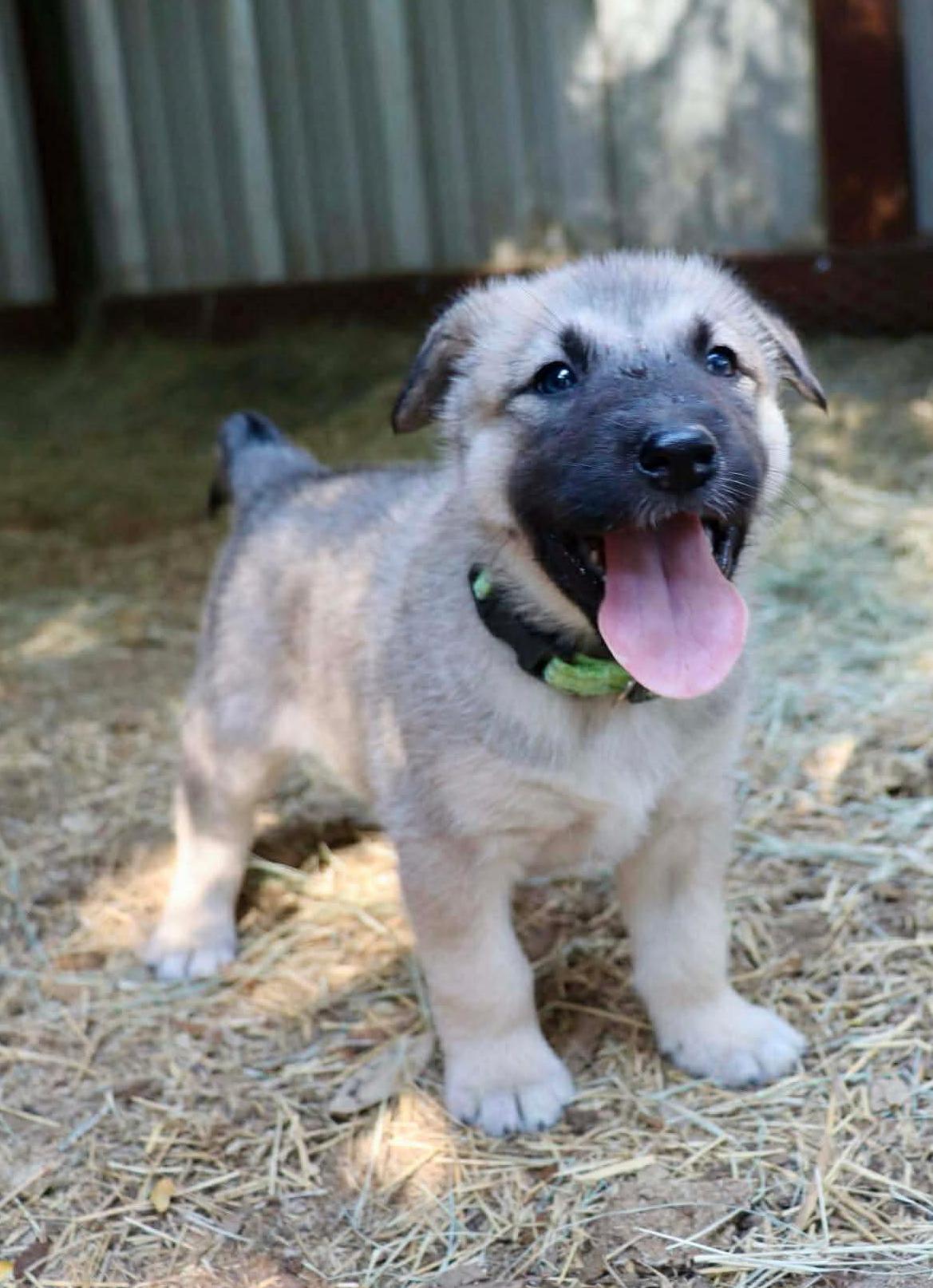 Rocket, Adopted, Puppy Male Husky.
