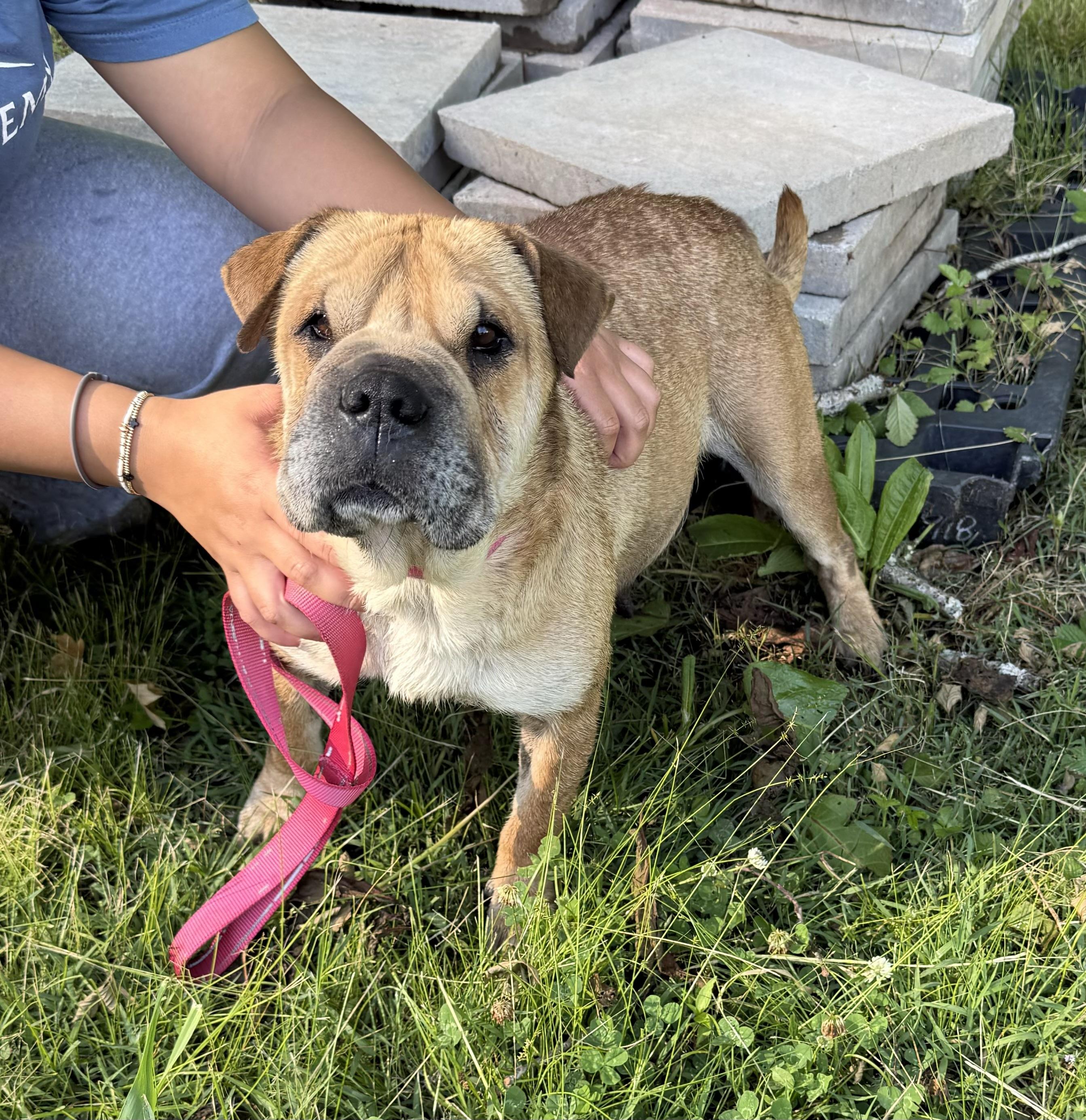 Half Pint, a ADOPTABLE mixed breed in Chattanooga, TN image 1/2